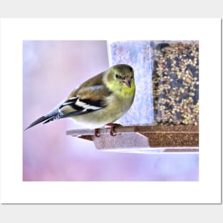 Goldfinch at Feeder No.3 Posters and Art